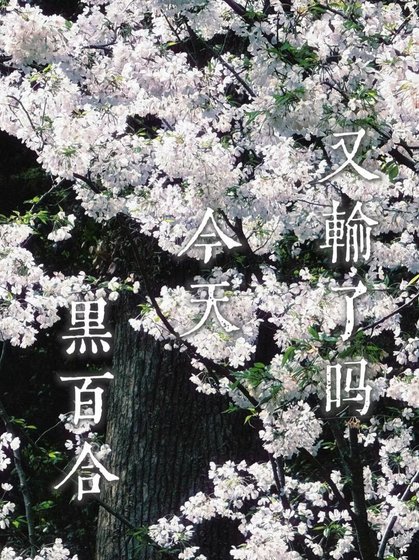黑百合今天又輸了嗎
